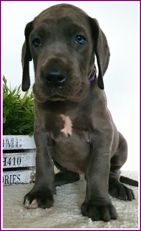 Litter Q 6 weeks